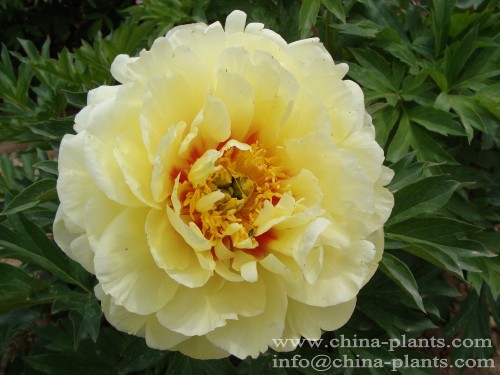 Wholesale Japanese Tree Peony Kinko - Jin Huang