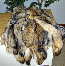 Northern Coyote Pelts