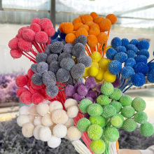 Factory 20 Stems Dried Flower Billy Ball Craspedia Preserved Flower - Home Decoration