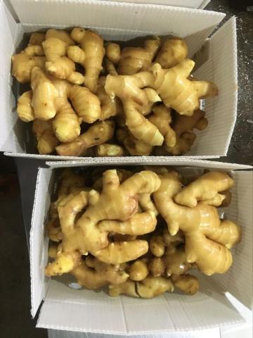 Best Quality Fresh Organic Ginger