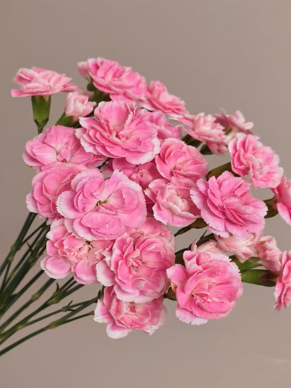 স্প্রে কার্নেশন প্রিন্স চেরি 2 Spray carnation prince cherry2