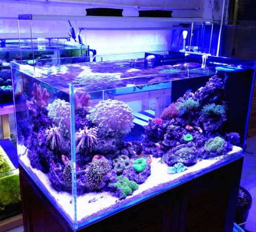 Lampada del serbatoio del pesce dell&#39;acquario a LED di alta qualità