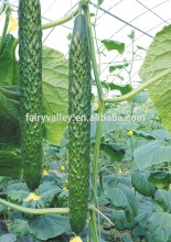 Hybrid cucumber seeds for growing-JZ A206