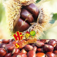 New Crop Organic Chinese Fresh Chestnuts----best chestnuts for roasting