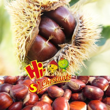 New Crop Organic Chinese Fresh Chestnuts----best chestnuts for roasting