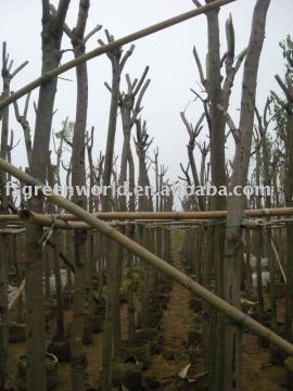 Jacaranda acutifolia potted and rooted