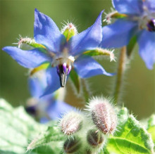 Natural and  borage seed oil