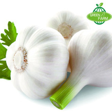 Jining greenfarm fresh garlic