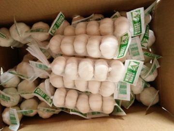 2020 Cold Room Fresh White Garlic