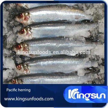Frozen Pacific Herring Fish