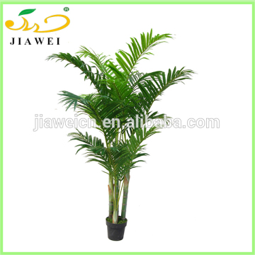 wholesale phoenix palm trees