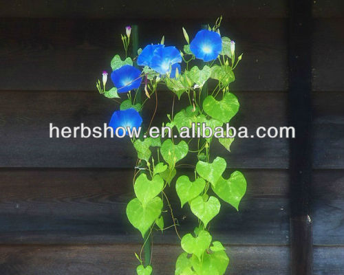 Blue/Red/Pink/White/Purple Morning Glory Seeds