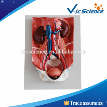 Hot Sale Urinary System Anatomical Model