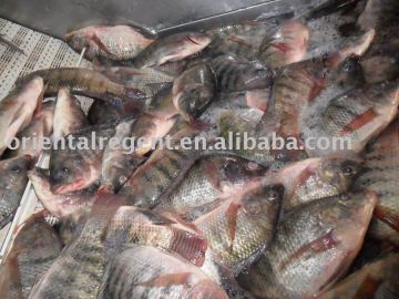 tilapia