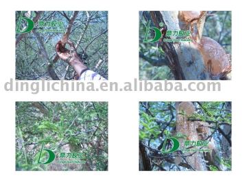 Natural Gum Arabic(Gum Acacia)