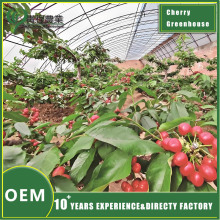 Cherry Greenhouse Structure for Efficient Fruit Cultivation