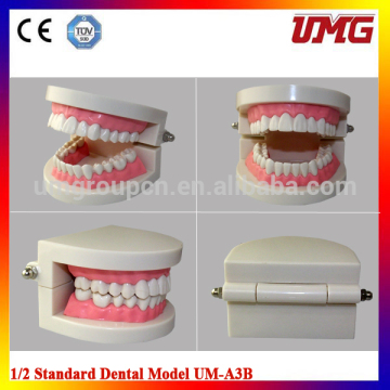 New Dental Teaching Study Adult Standard Typodont Demonstration Teeth Model