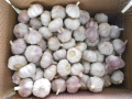 weiße Haut Knoblauch Jinxiang Ernte frischen Knoblauch