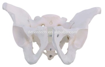 Skeletal pelvis, human skeletal pelvis model ,anatomical skeletal pelvis model