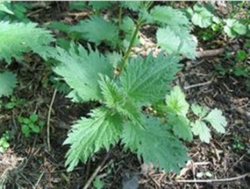 Nettle root Extract, Nettle Extract