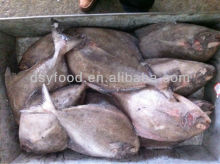 Frozen black Pomfret Fish W/R white