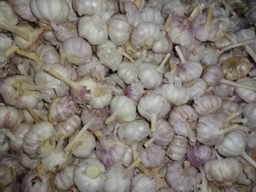 Jinxiang Common White Garlic New Crop
