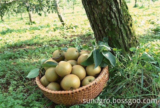 All Natural Golden Crown Pears