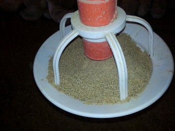 Pan feeding for chicken