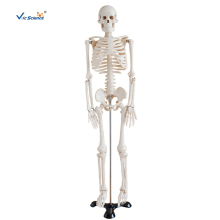 85CM Skeleton Teaching Model