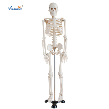 85CM Skeleton Teaching Model