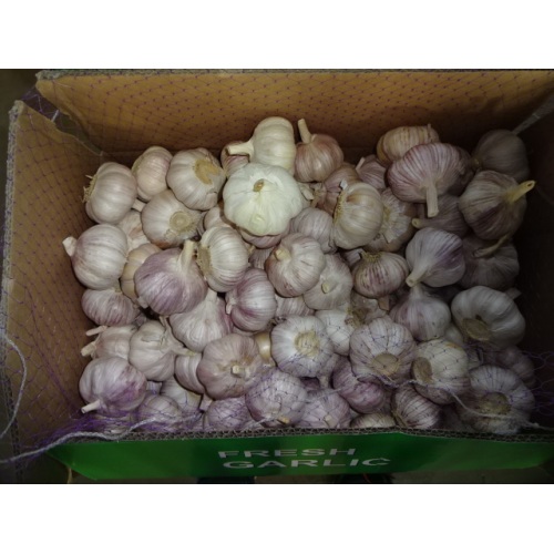2020 Fresh Normal Garlic In Carton