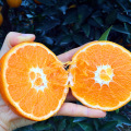 Fresh oranges in china