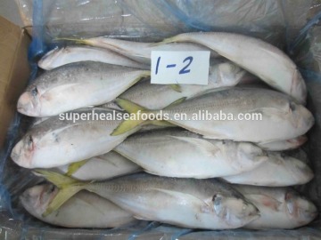 New Stock Frozen Yellow Tail Fish For Market