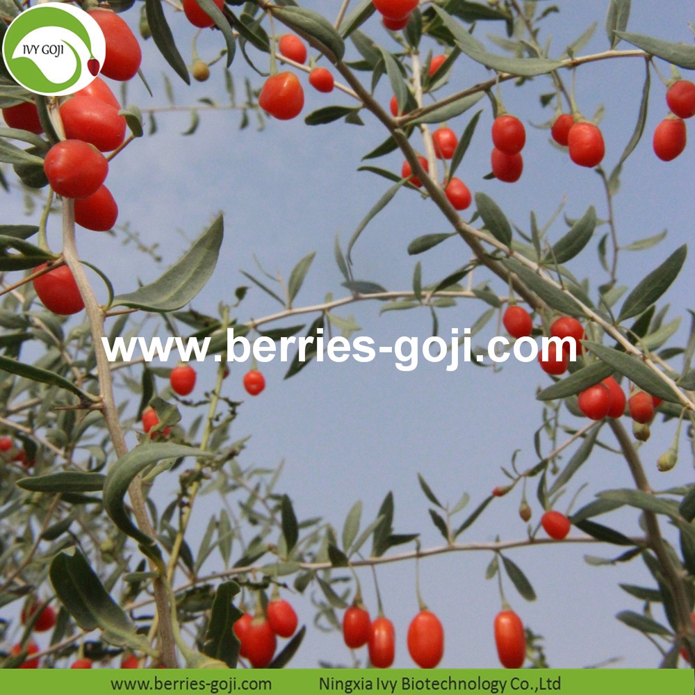 organic goji berry