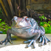 Hot Sale Garden Decorative Bronze Cast Brass Frog Statue