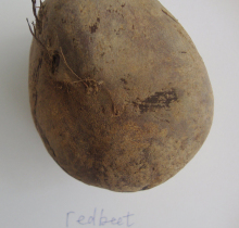 Dehydrated red beet powder