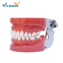 Typodont Dental  Model Human Anatomy