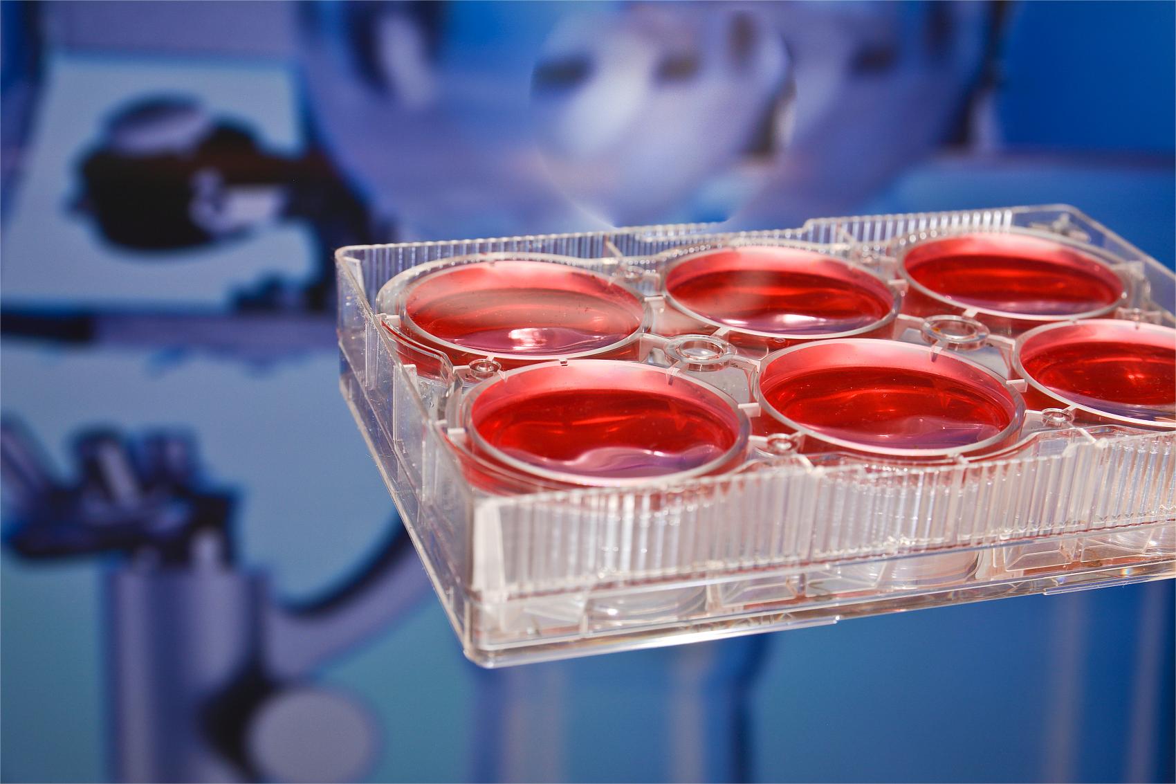 cell culture plates