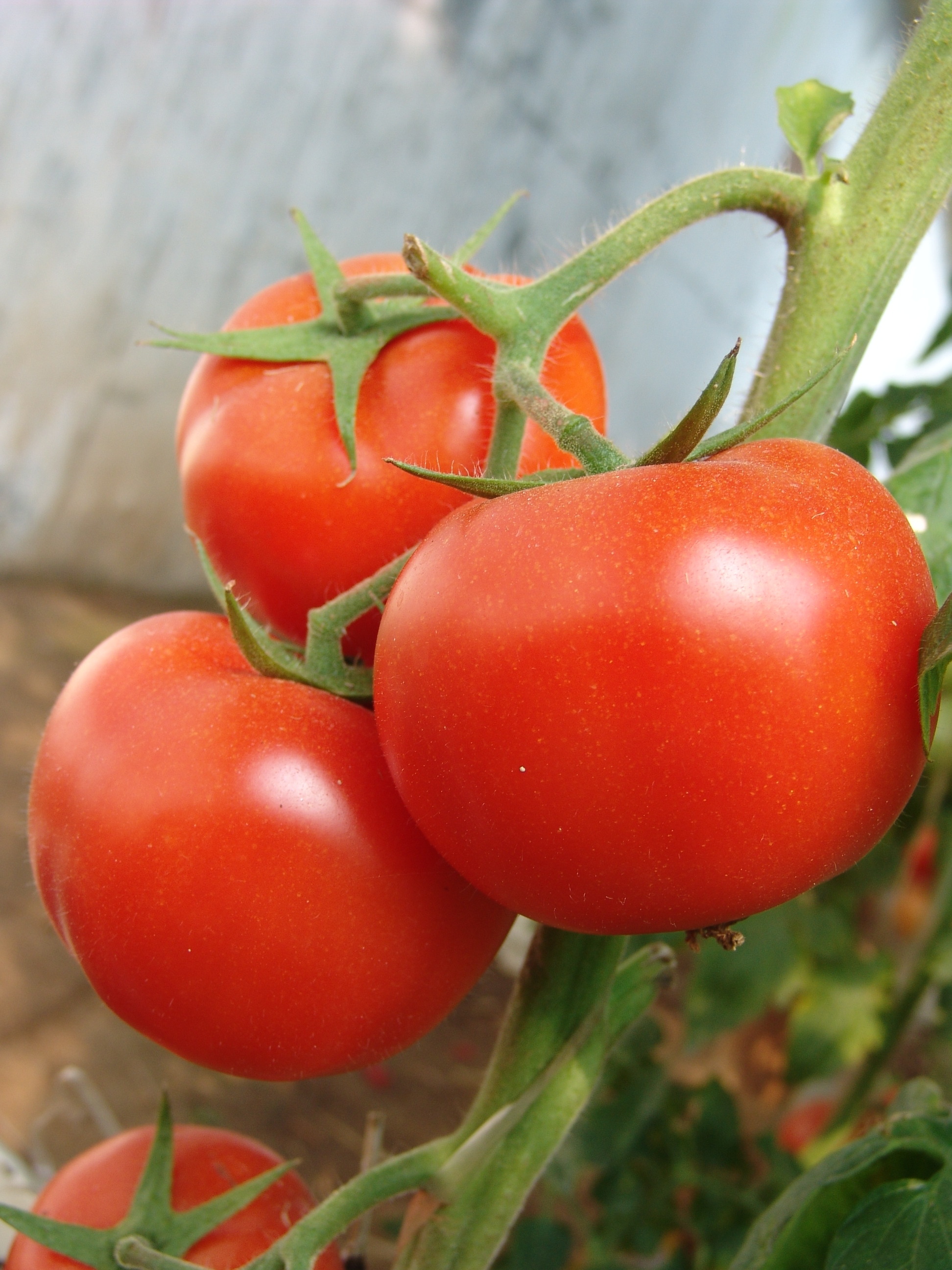 Vegetable Seeds Tomato