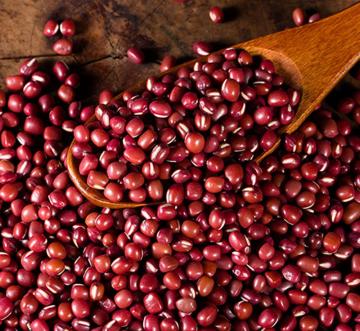 Red Bean Plant Small Red Beans