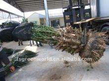 phoenix canariensis loading containers