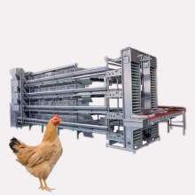 Automatic Feeder Layer Cages for 120 Chickens in Poultry Farm