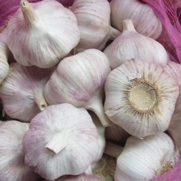 070320 Chinese Supreme Fresh Garlic