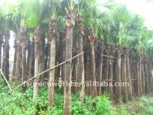 livistona palm plants