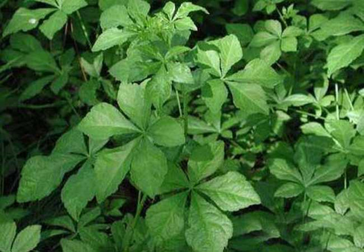Siberian Ginseng Extract Siberian Ginseng Extract