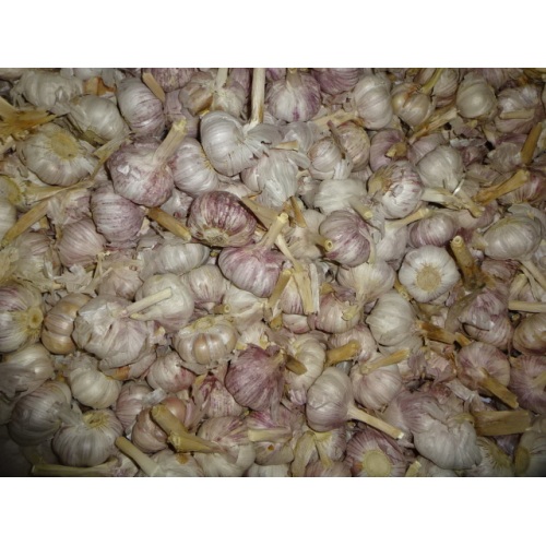 2019 Hot Sale Frischer Knoblauch