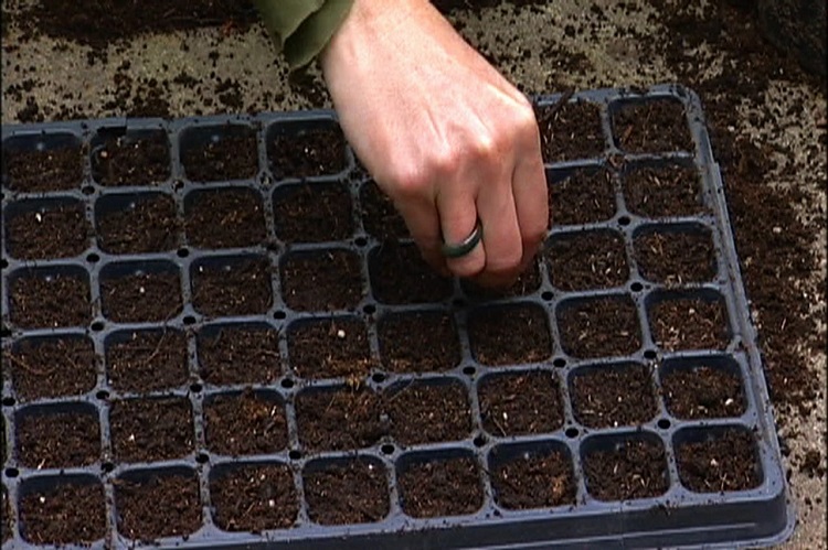 seedling tray (5)