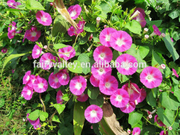 Mixed Colors Blue Red Pink White Purple Morning Glory Ipomoea Carnea Seeds For Planting