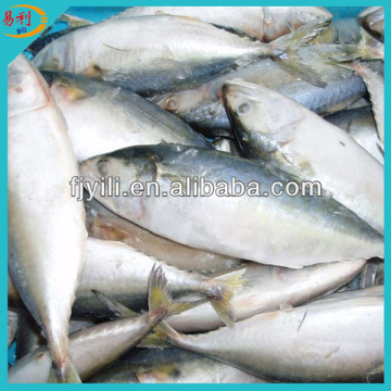 Fresh frozen indian mackerel fish