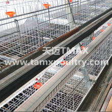 Layer cage system in Poultry